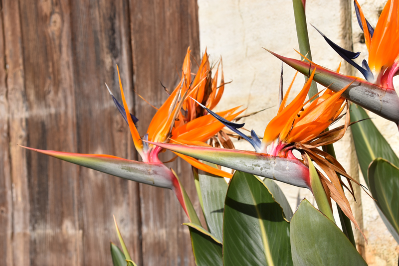 f:id:flowerTDR:20211112211740j:plain