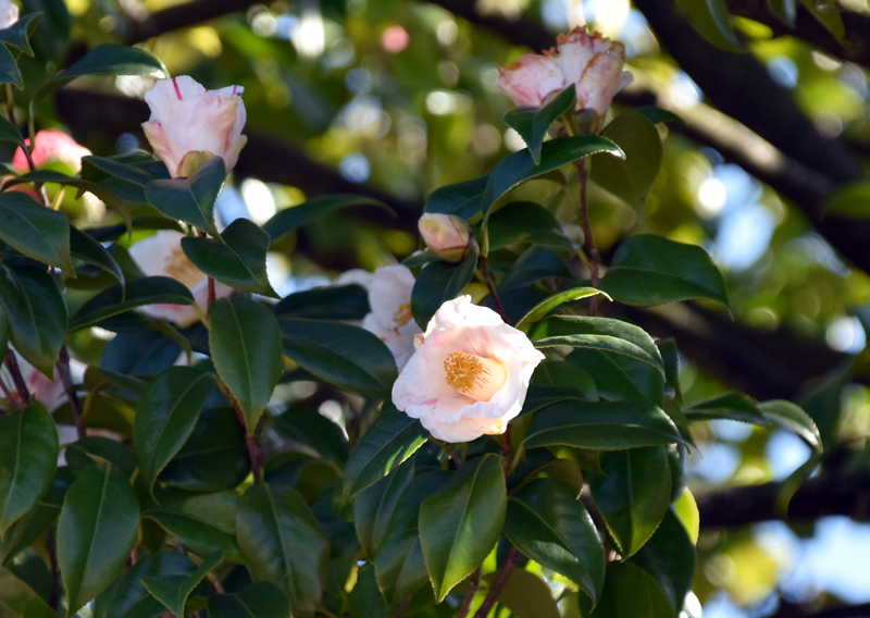 f:id:flowerTDR:20211212084303j:plain