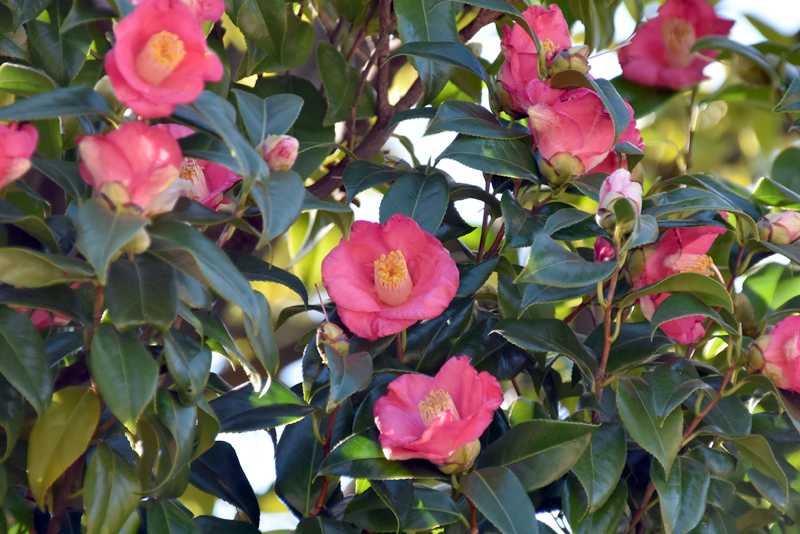 f:id:flowerTDR:20211212084324j:plain