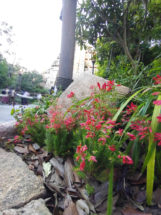 f:id:flowerTDR:20211215082051j:plain
