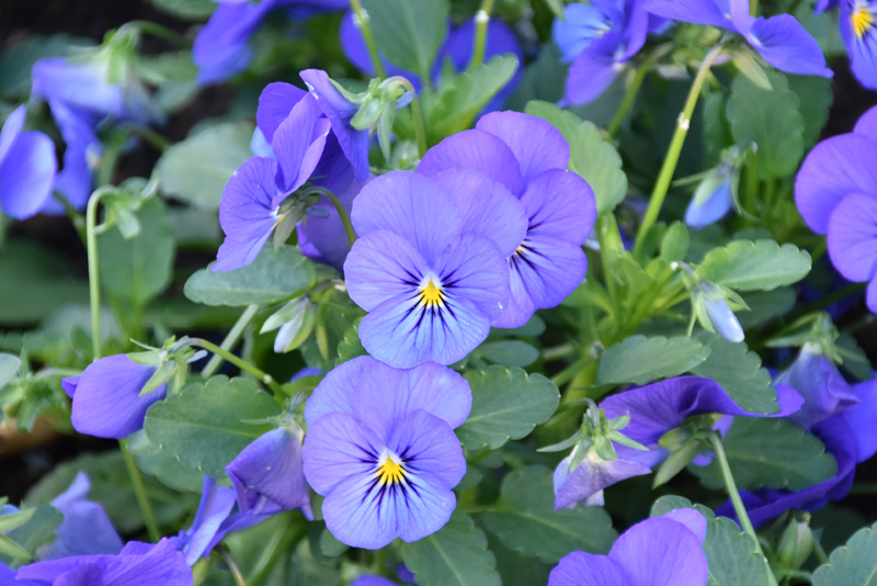 f:id:flowerTDR:20211219073214j:plain
