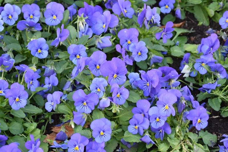 f:id:flowerTDR:20211219073217j:plain