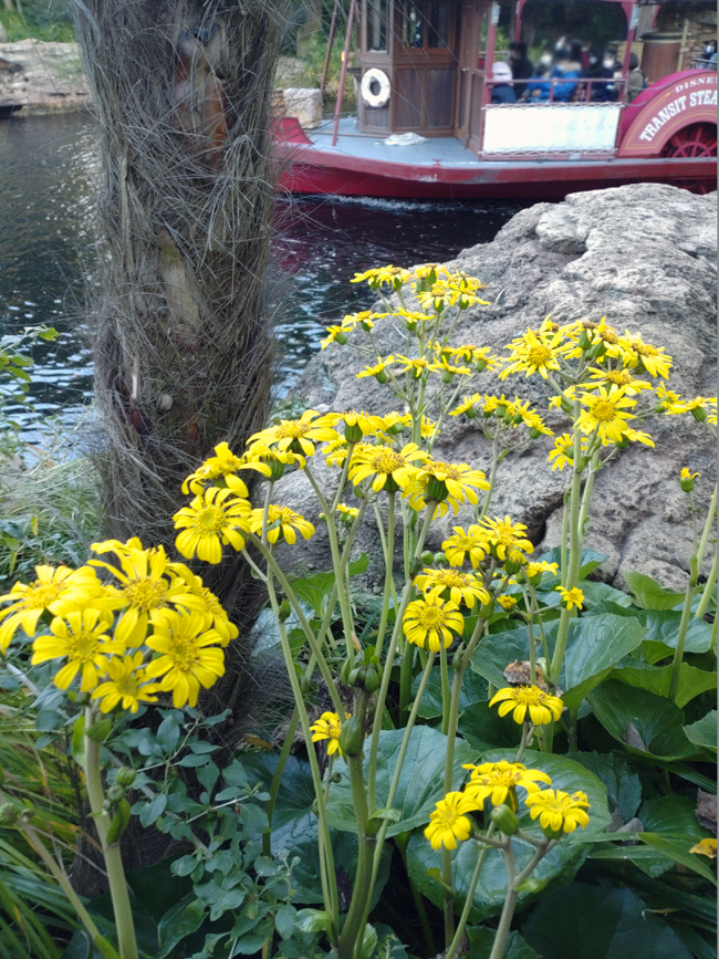f:id:flowerTDR:20211222083000j:plain