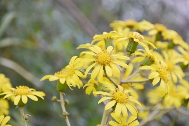 f:id:flowerTDR:20211222091327j:image