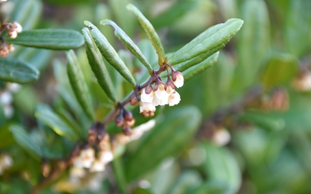 f:id:flowerTDR:20220102014633j:image