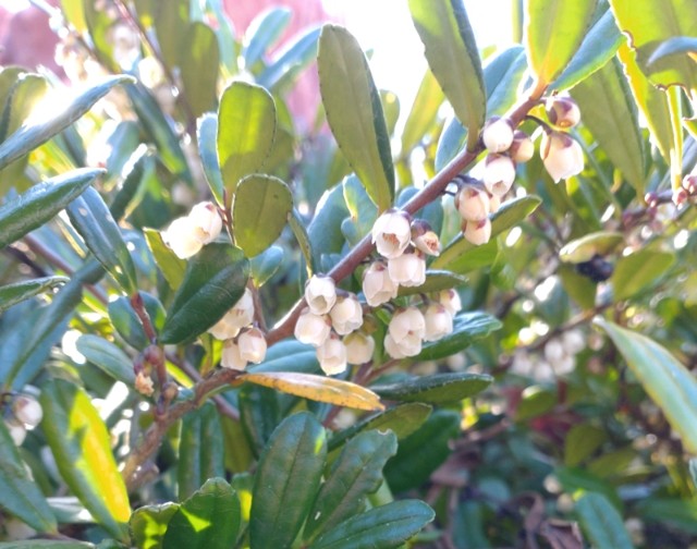 f:id:flowerTDR:20220102014704j:image