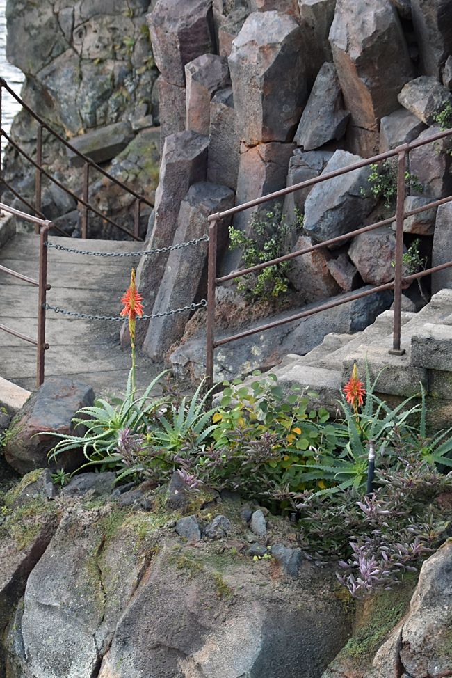 f:id:flowerTDR:20220102222410j:plain