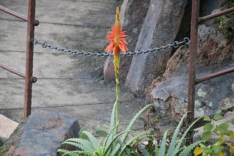 f:id:flowerTDR:20220102222414j:plain