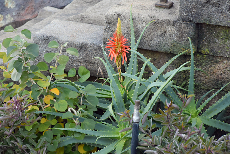 f:id:flowerTDR:20220102222417j:plain