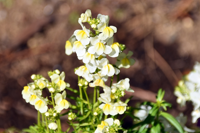 f:id:flowerTDR:20220109085052j:plain