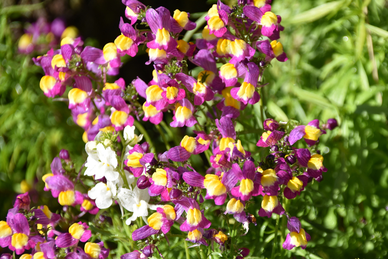 f:id:flowerTDR:20220109085056j:plain