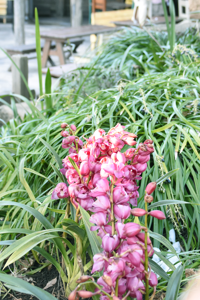 f:id:flowerTDR:20220115084638j:plain