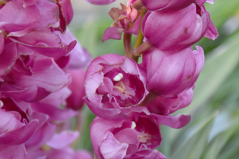 f:id:flowerTDR:20220115084648j:plain