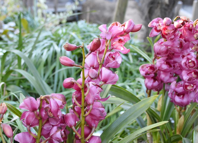 f:id:flowerTDR:20220115084652j:plain