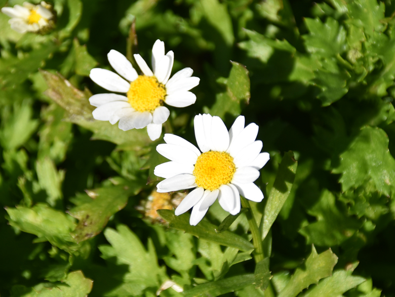 f:id:flowerTDR:20220116084424j:plain