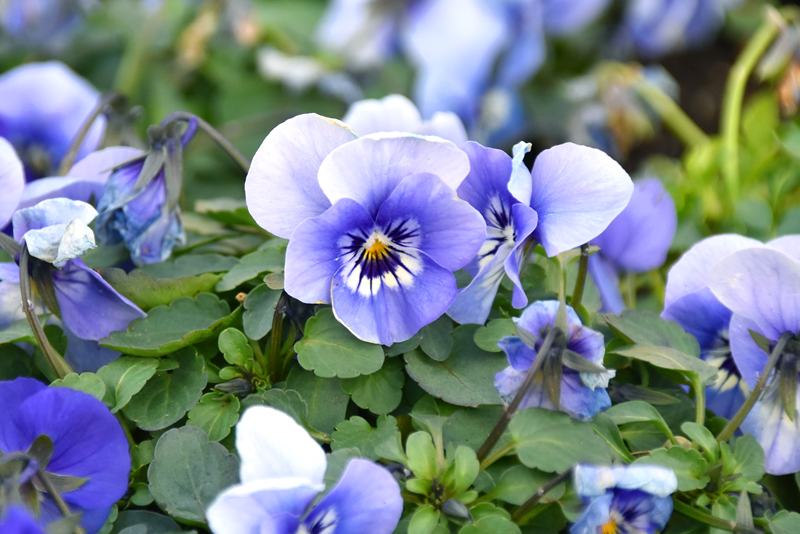 f:id:flowerTDR:20220125083421j:plain