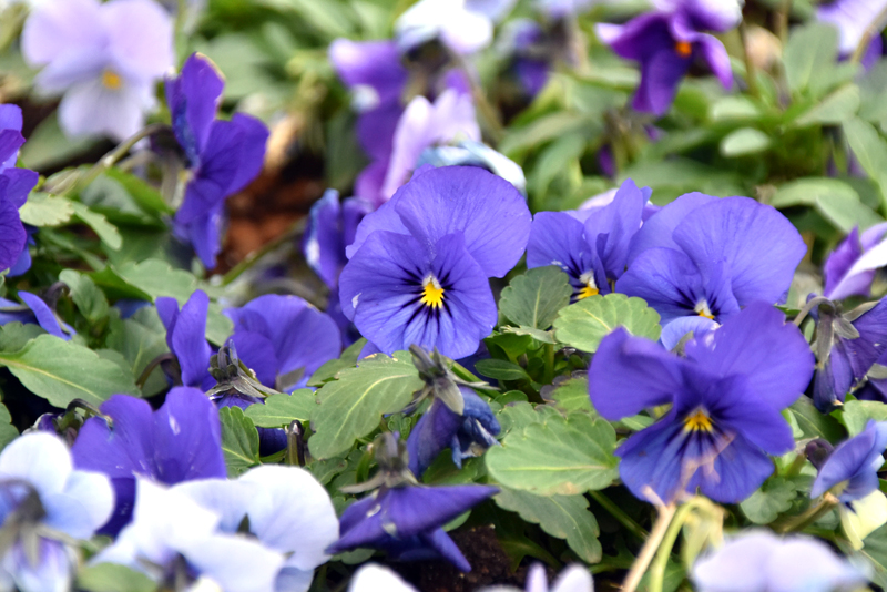 f:id:flowerTDR:20220125083424j:plain