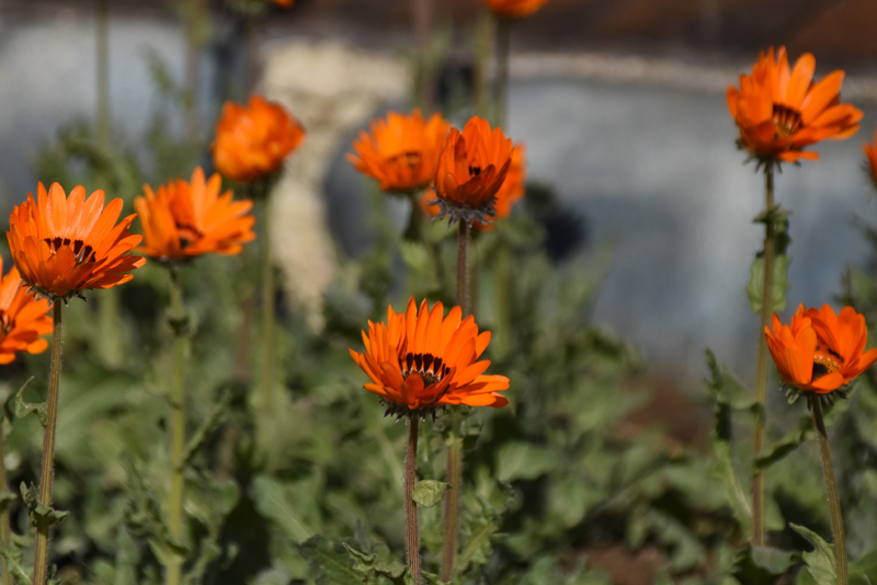 f:id:flowerTDR:20220202083134j:plain