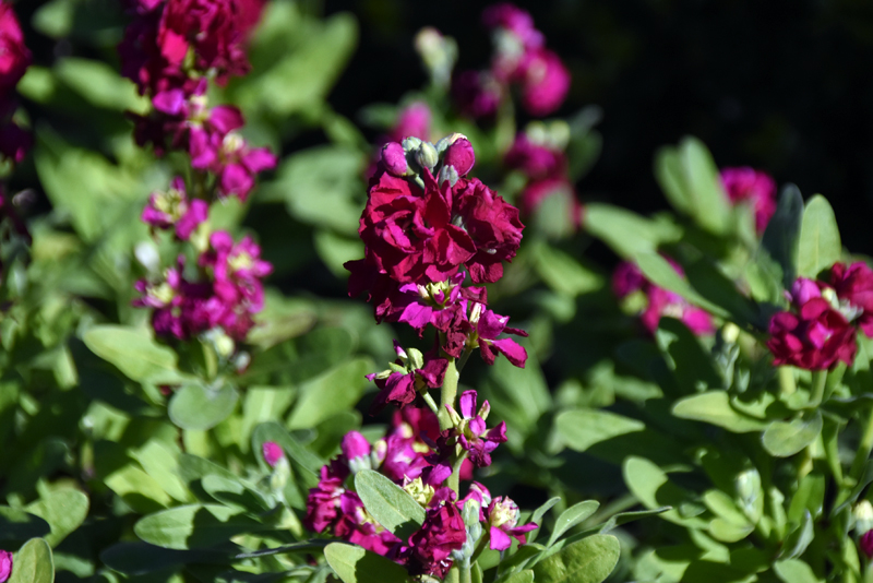 f:id:flowerTDR:20220204103702j:plain