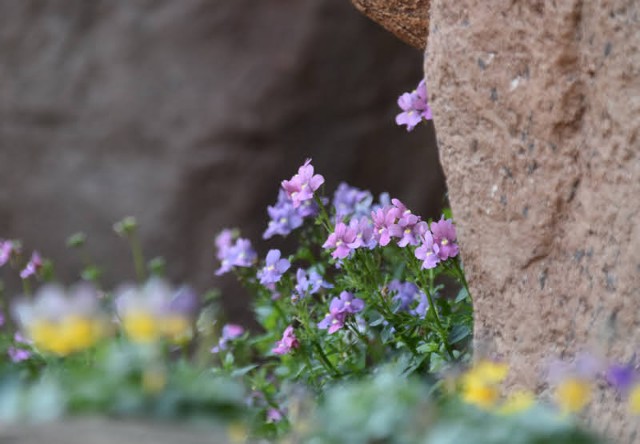 f:id:flowerTDR:20220208091643j:image