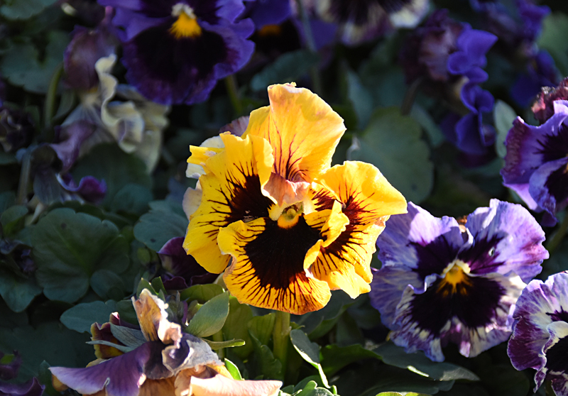 f:id:flowerTDR:20220305081406j:plain