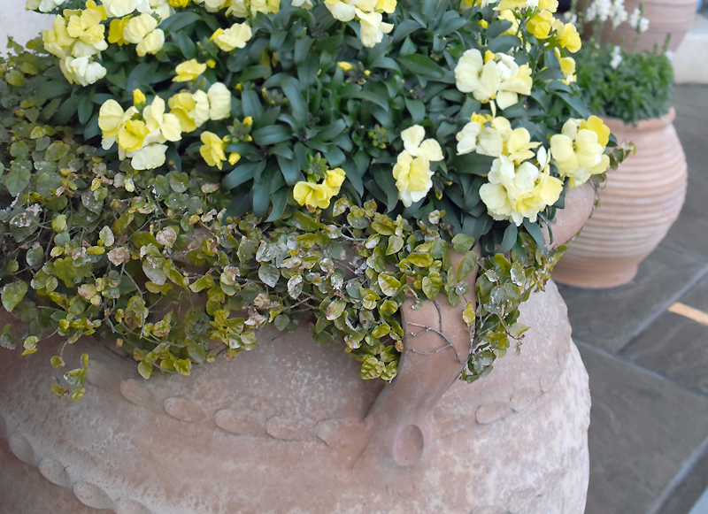 f:id:flowerTDR:20220308084542j:plain