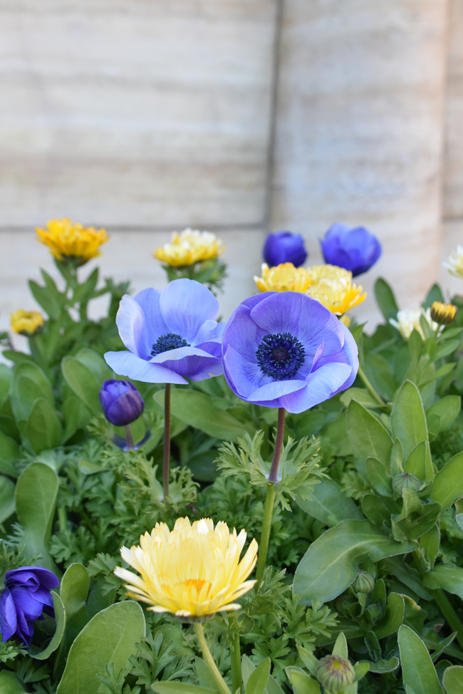 f:id:flowerTDR:20220313085139j:plain