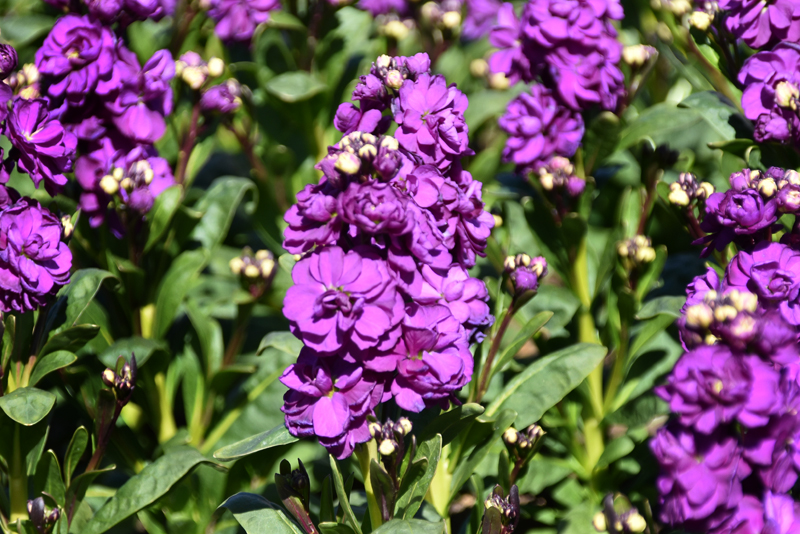 f:id:flowerTDR:20220314084332j:plain
