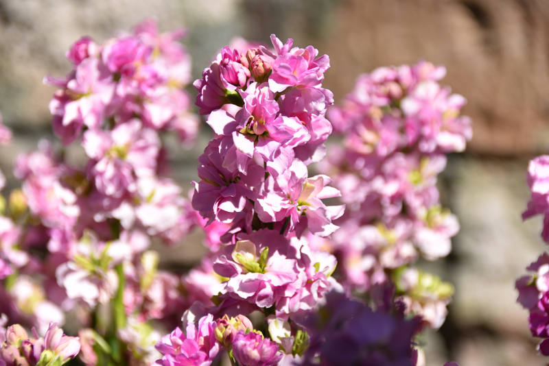 f:id:flowerTDR:20220315083407j:plain