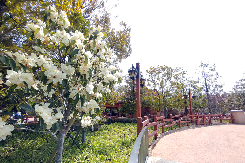 f:id:flowerTDR:20220405083058j:plain