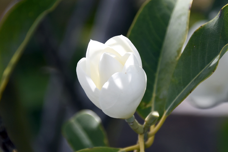 f:id:flowerTDR:20220405083108j:plain