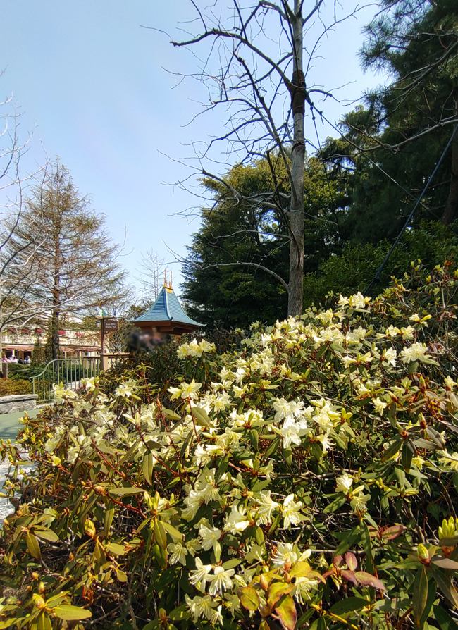 f:id:flowerTDR:20220411084338j:plain