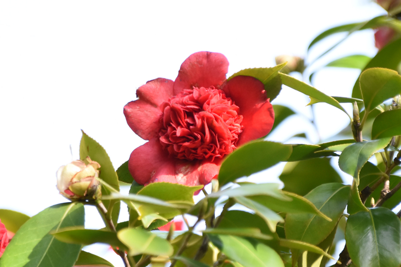 f:id:flowerTDR:20220412084243j:plain