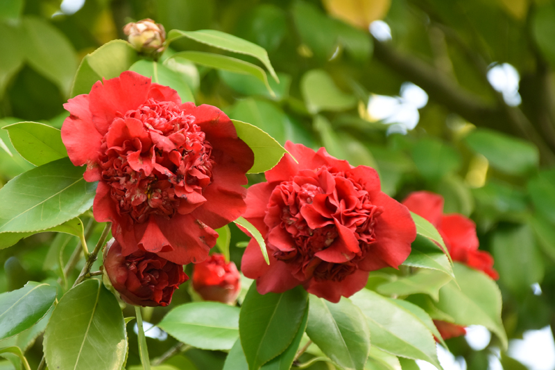 f:id:flowerTDR:20220412084248j:plain