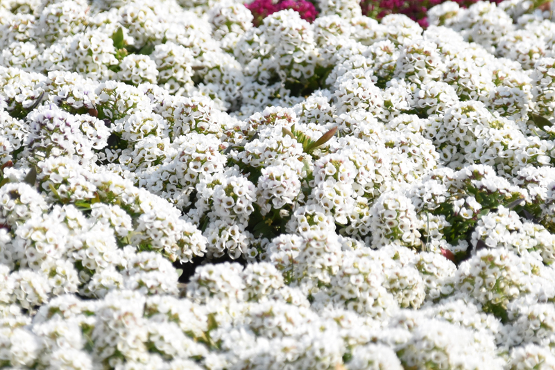 f:id:flowerTDR:20220415083250j:plain