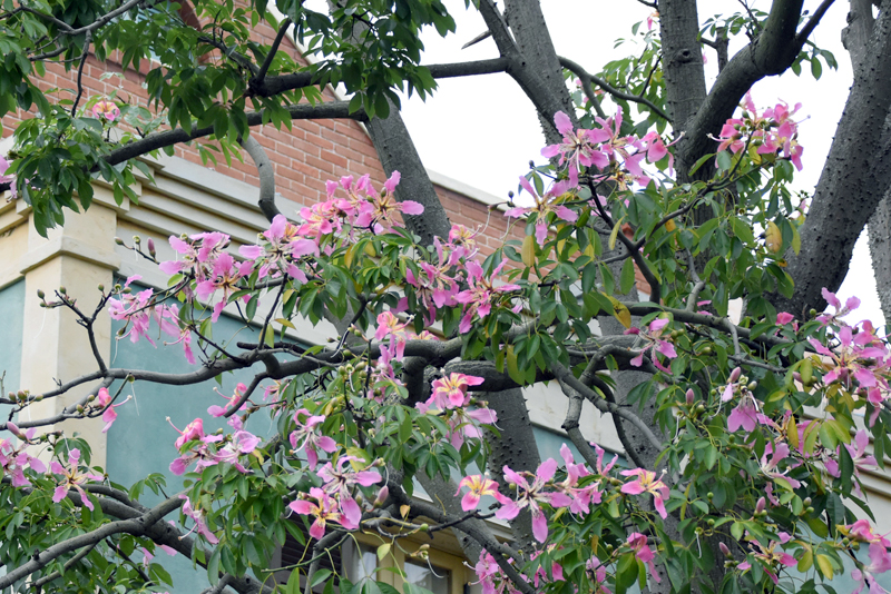 秋に咲く南国の花 舞浜植物図鑑