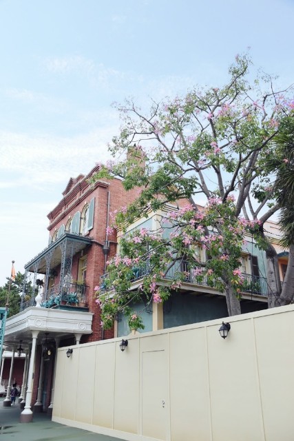 秋に咲く南国の花 舞浜植物図鑑
