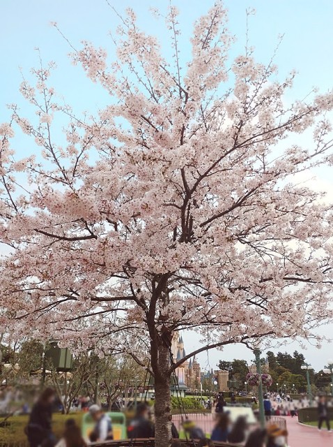 f:id:flowerTDR:20230401090437j:image