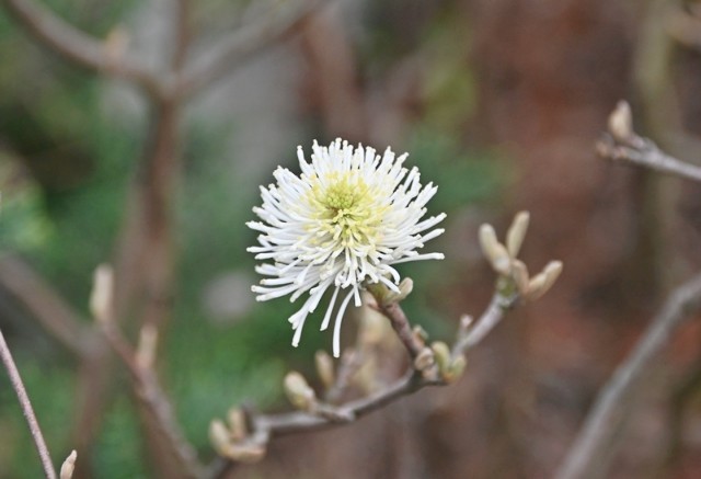 f:id:flowerTDR:20230413085452j:image