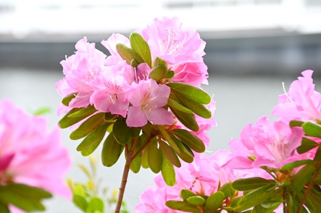 f:id:flowerTDR:20230417091728j:image