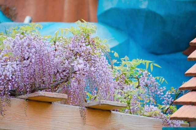 f:id:flowerTDR:20230418091022j:image