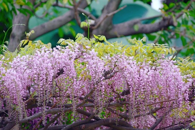 f:id:flowerTDR:20230418091032j:image