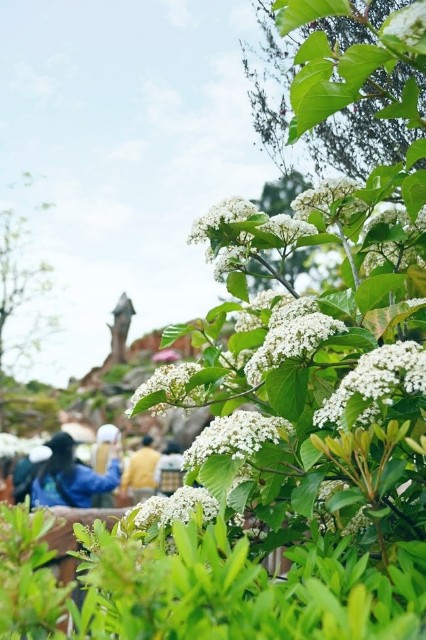 f:id:flowerTDR:20230424090030j:image