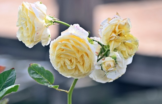 f:id:flowerTDR:20230621091709j:image