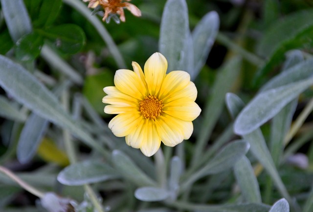 f:id:flowerTDR:20240701091952j:image