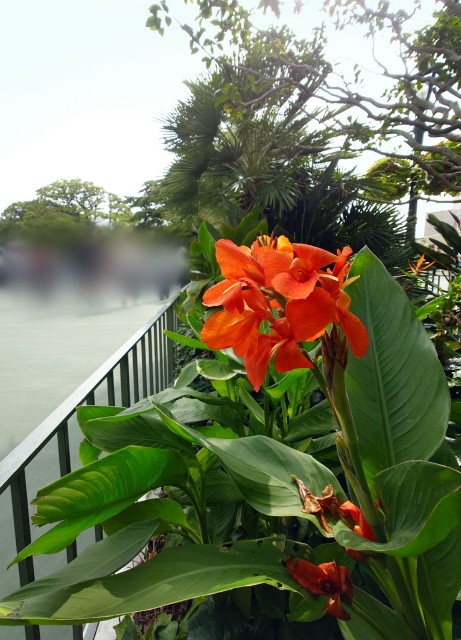 f:id:flowerTDR:20241119091619j:image