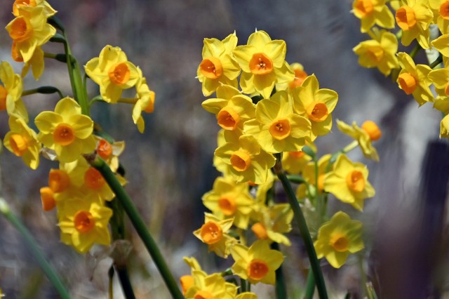 f:id:flowerTDR:20250317092319j:image