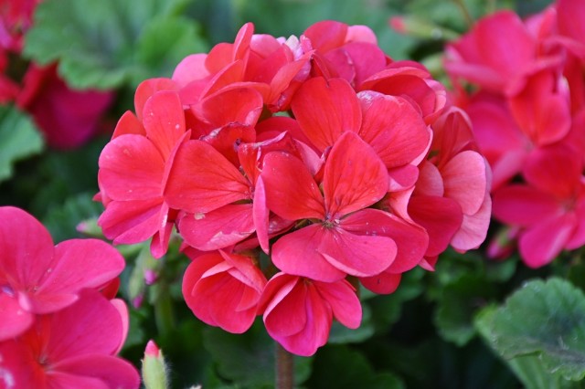 f:id:flowerTDR:20250416092606j:image