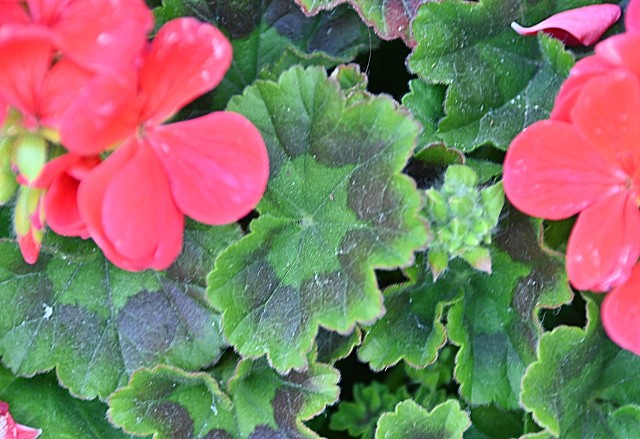 f:id:flowerTDR:20250416092647j:image