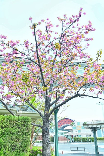f:id:flowerTDR:20250420102603j:image